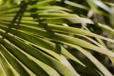 Palmiye ağacı güneş ışığı yazı