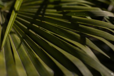 Palmiye ağacı güneş ışığı yazı