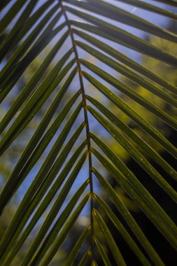 Palmiye ağacı güneş ışığı yazı