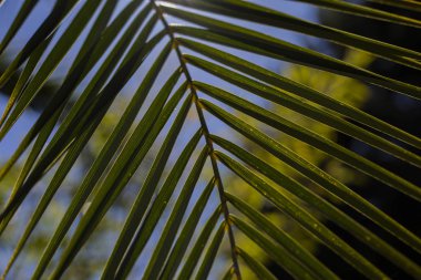 Palmiye ağacı güneş ışığı yazı