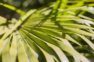 Palmiye ağacı güneş ışığı yazı