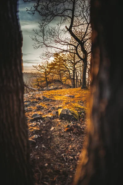 Ormandaki Karanlık Güneş — Stok fotoğraf