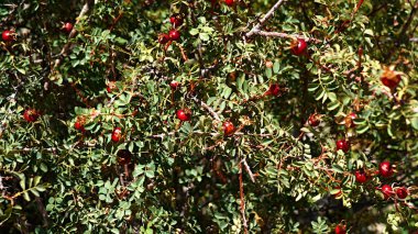 Yaban gülünün hepatiti