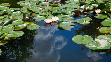 Sudaki zambaklar ve sudaki bulutların yansıması.