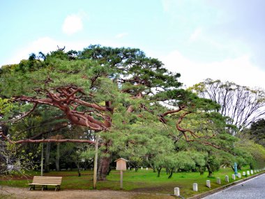 Tokyo, Japonya 'ya park et.