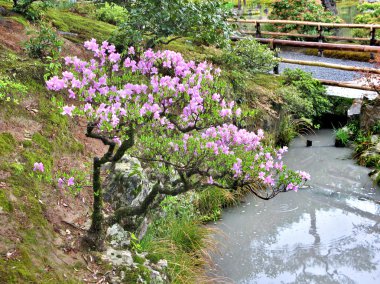 Tokyo, Japonya 'ya park et.