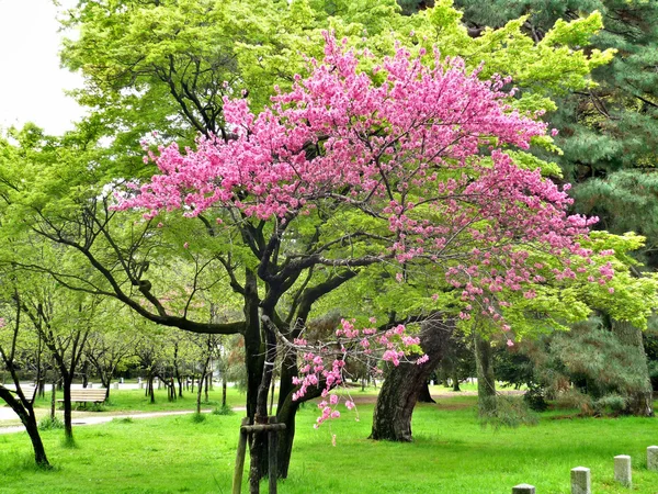 Tokyo, Japonya 'ya park et. — Stok fotoğraf