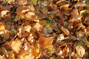 Sonbahar yapraklarının dokusu