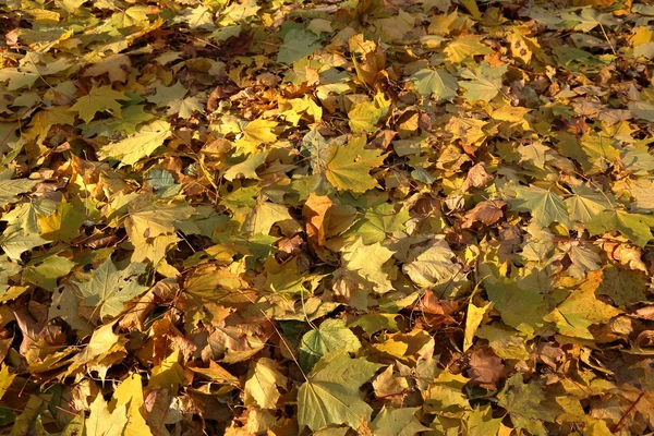 Sonbahar yapraklarının dokusu — Stok fotoğraf