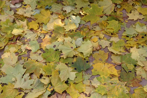 Struktura podzimních listů — Stock fotografie