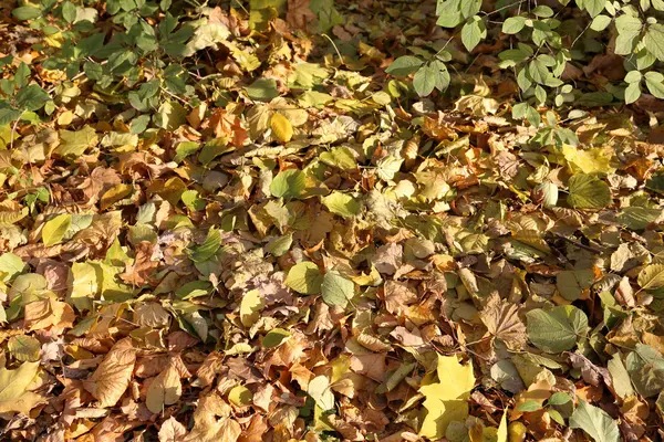 Textura de las hojas de otoño — Foto de Stock