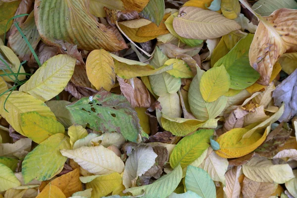 Текстура осенних листьев — стоковое фото