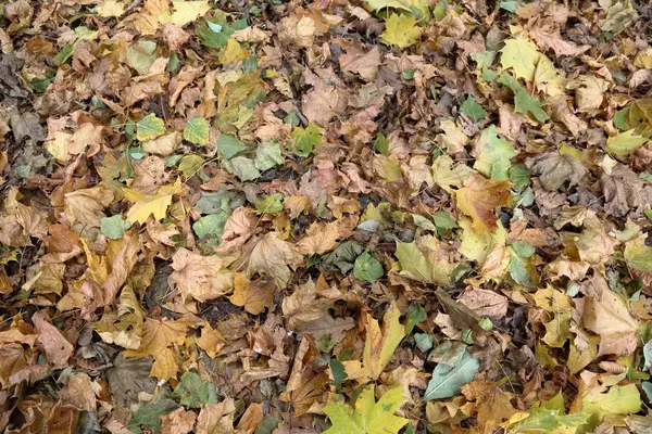 Sonbahar yapraklarının dokusu — Stok fotoğraf