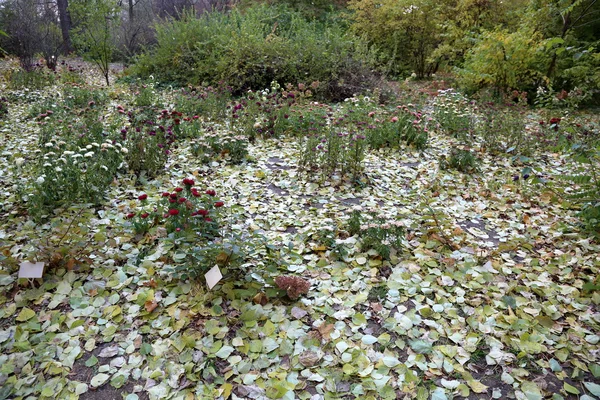 Autumn city park — Stock Photo, Image