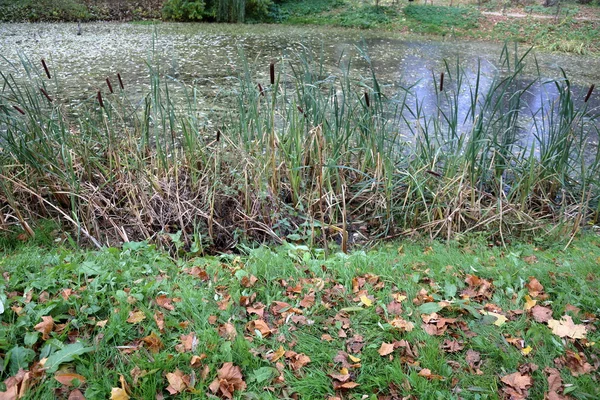 Stadtpark im Herbst — Stockfoto