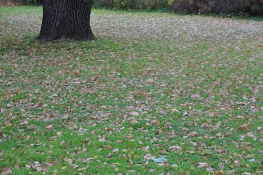 Sonbahar Şehir Parkı