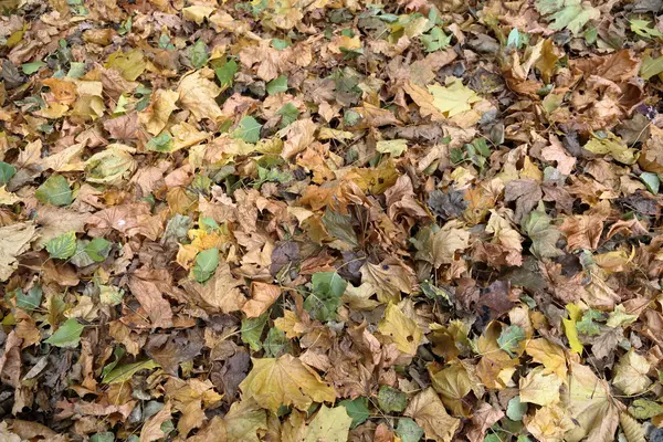 秋天树叶的纹理 — 图库照片