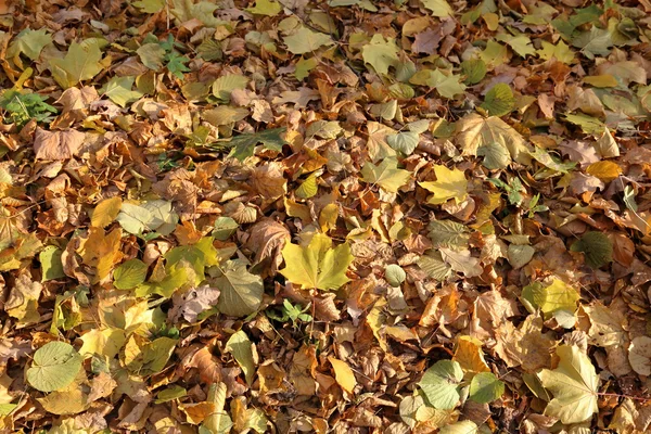 Texture of autumn leaves — Stock Photo, Image