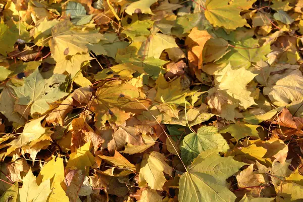 Sonbahar yapraklarının dokusu — Stok fotoğraf