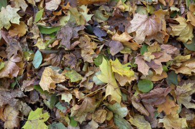 Sonbahar yapraklarının dokusu