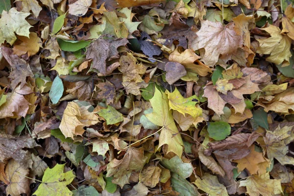 Textura de las hojas de otoño — Foto de Stock