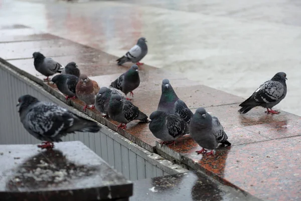 Urbane grauen Tauben — Stockfoto