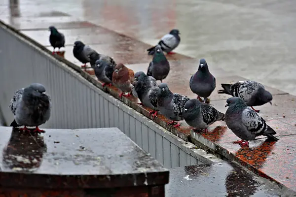 Urban grå duvor — Stockfoto