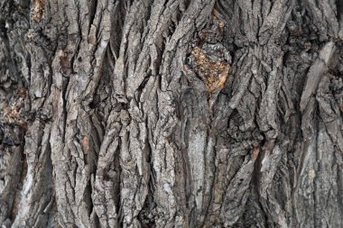 Ağacın kabuğu. Doku