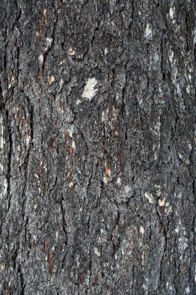 Die Rinde des Baumes. Textur — Stockfoto