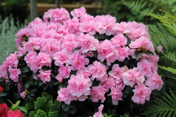 aydınlık yaz çiçek