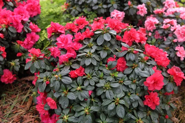 Bright summer flowers — Stock Photo, Image