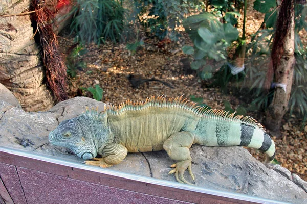 Iguana escamosa exótica — Fotografia de Stock