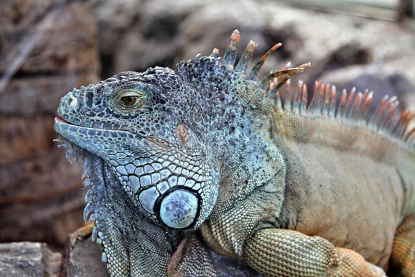Egzotyczne łuszcząca się iguana — Zdjęcie stockowe