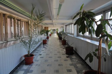 Bitkiler ile uzun koridor