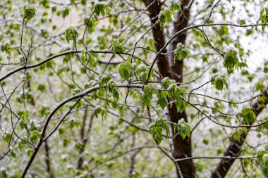 Yağmur ilkbaharda şehir parkı kar.