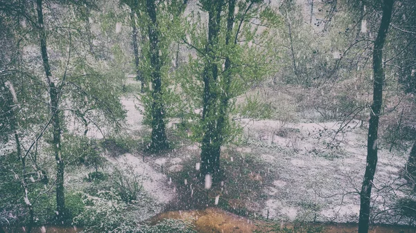 Nieve con lluvia en primavera en el parque de la ciudad — Foto de Stock