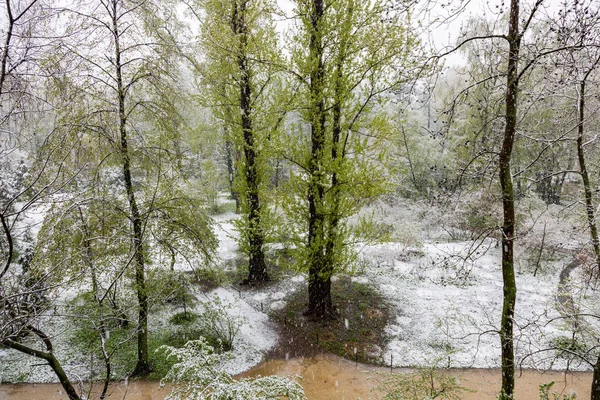 Nieve con lluvia en primavera en el parque de la ciudad — Foto de Stock