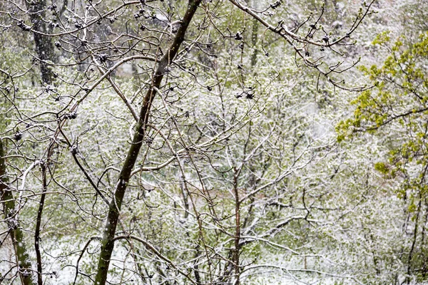 Neve com chuva na primavera no parque da cidade — Fotografia de Stock