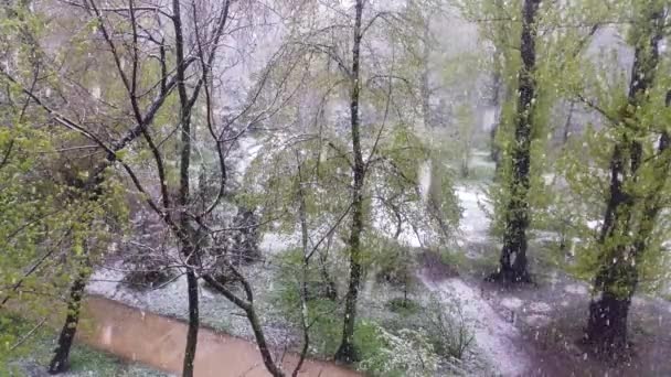 在城市公园在春季雨雪 — 图库视频影像