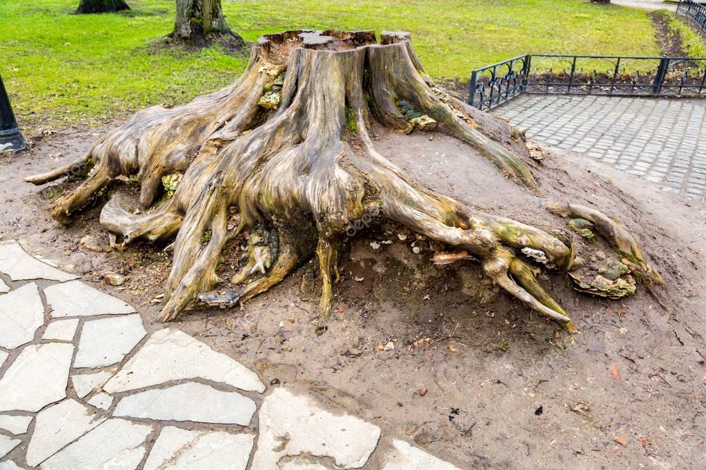 tree stomp tree stomp
