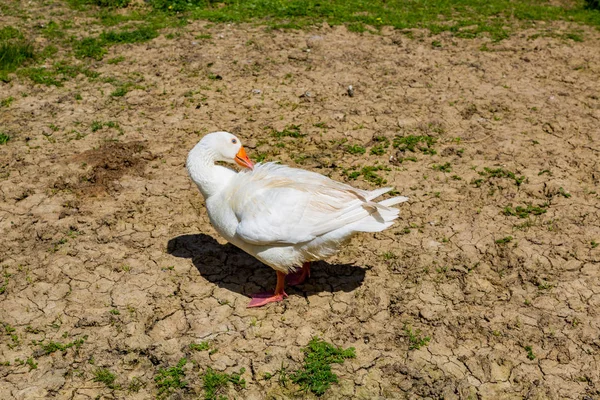 Días laborables en la granja europea — Foto de Stock