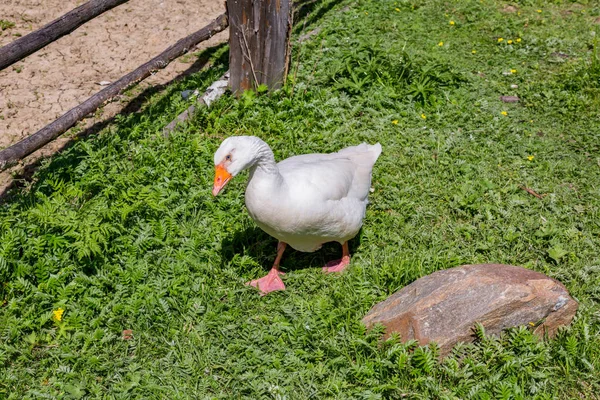 Días laborables en la granja europea — Foto de Stock