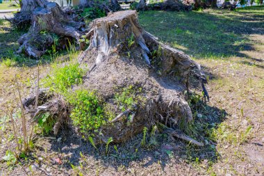 Büyük ağaç kütüğü