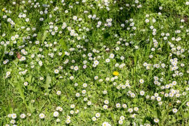 beyaz kır çiçekleri