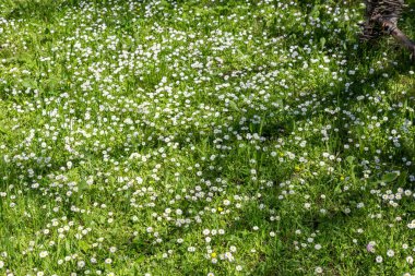 beyaz kır çiçekleri