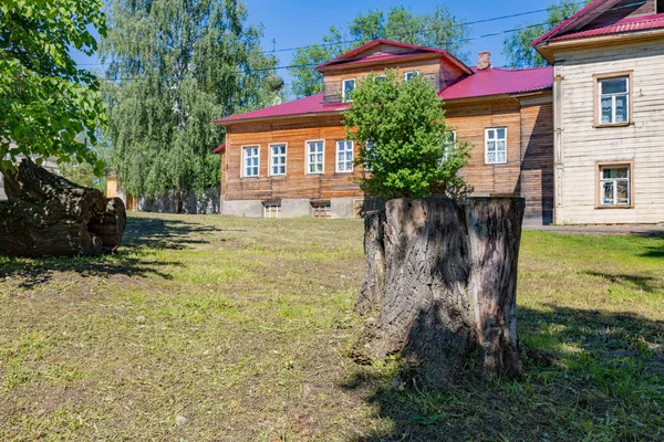 Велике дерево пень — стокове фото