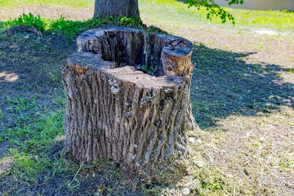 Stora trädet stump — Stockfoto
