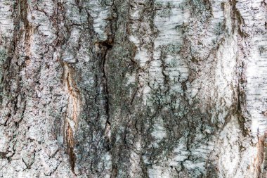 Ahşap plakalar. Doku