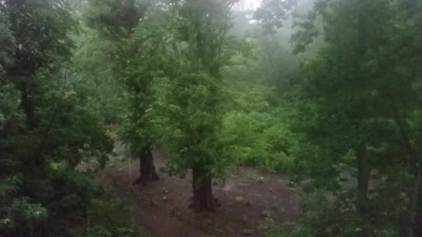 Kraftigt regn i parken — Stockvideo