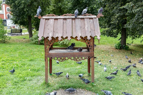 Tauben auf dem Bürgersteig der Stadt — Stockfoto